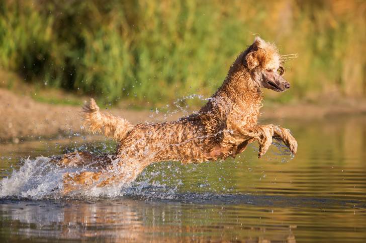 Un Caniche Royal saute dans un lac