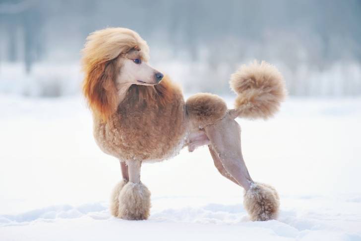 Un Caniche avec le pelage taillé