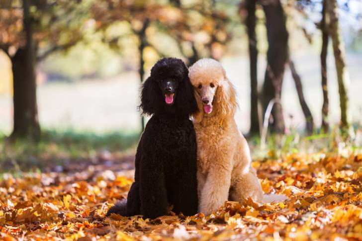 Deux Caniches assis sur des feuilles d'automne