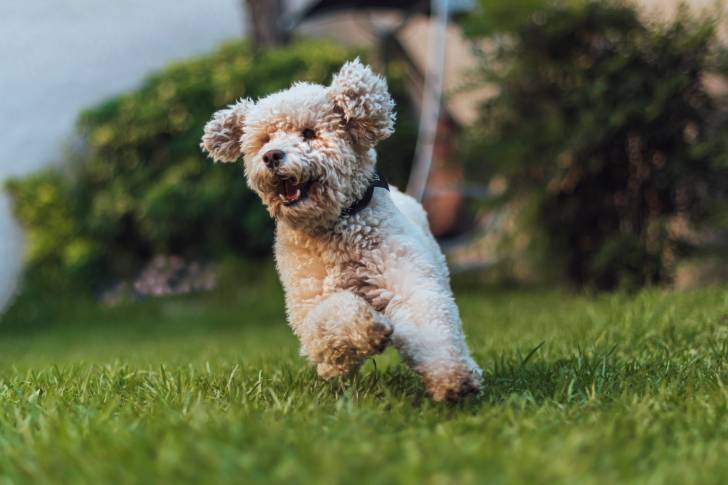 Un Caniche en train de courir sur la pelouse