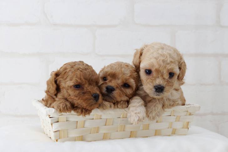 Trois chiots Caniches assis dans un panier en osier
