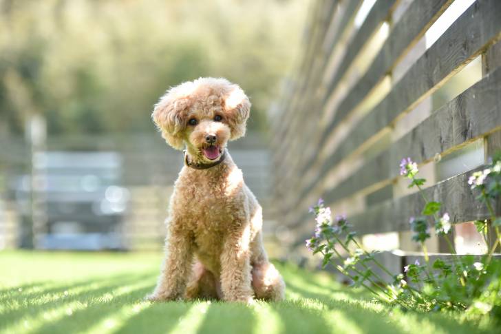 Un Caniche assis dans un jardin