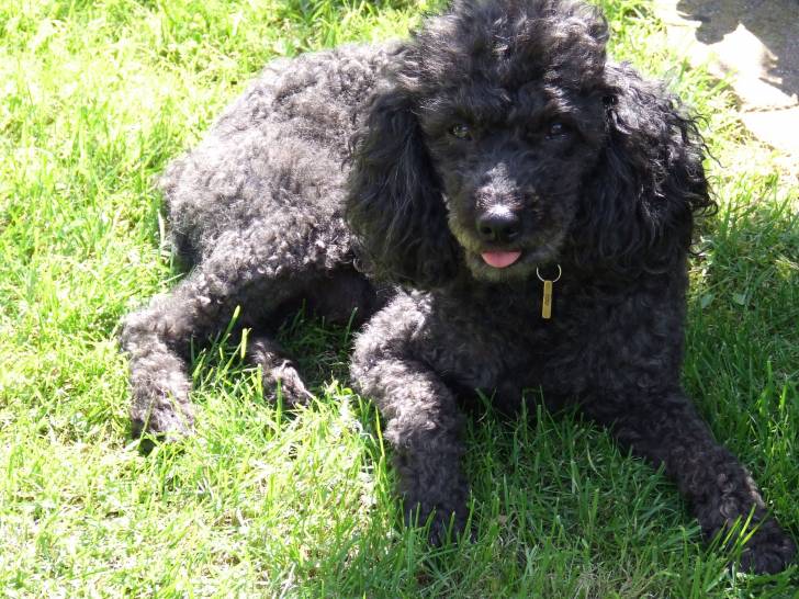 roxy - Caniche Mâle (11 ans)