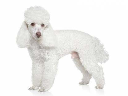 Un Caniche sur fond blanc
