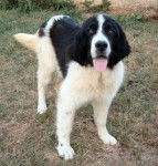 landseers - Landseer