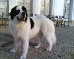 Véda landseer de 5 ans - Landseer (5 ans)