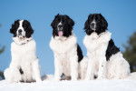 Trois Landseers assis dans la neige