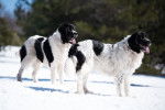 Photo Landseer