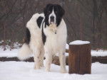 Domino Des Trois A De Plaisance - Landseer Mâle (3 mois)