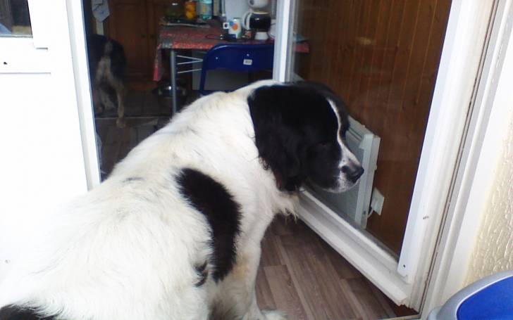 mon chien Capi - Landseer Mâle (5 ans)