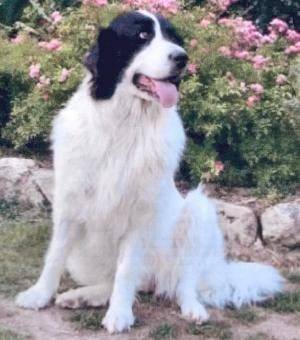 Landseer - Landseer