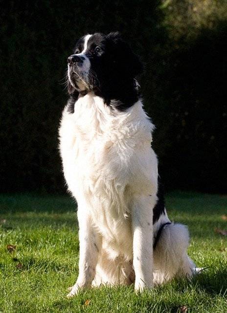 Landseer - Landseer