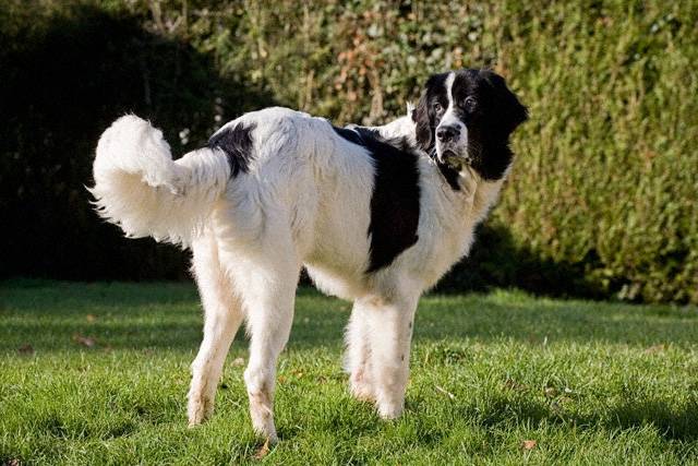 Landseer - Landseer