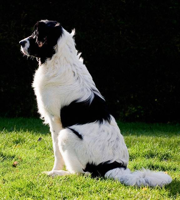 Landseer - Landseer