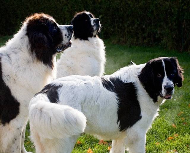 Landseer - Landseer