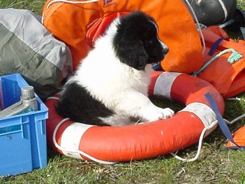 landseers - Landseer