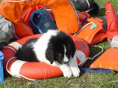 landseers - Landseer