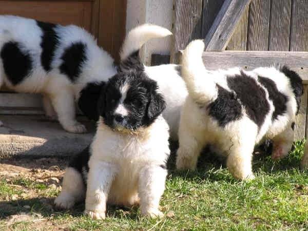 landseers - Landseer