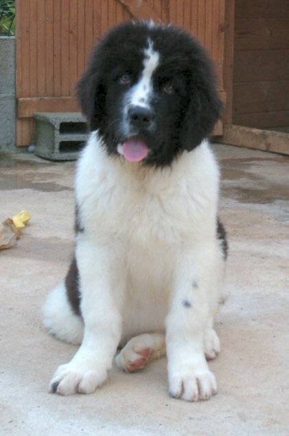 landseers - Landseer