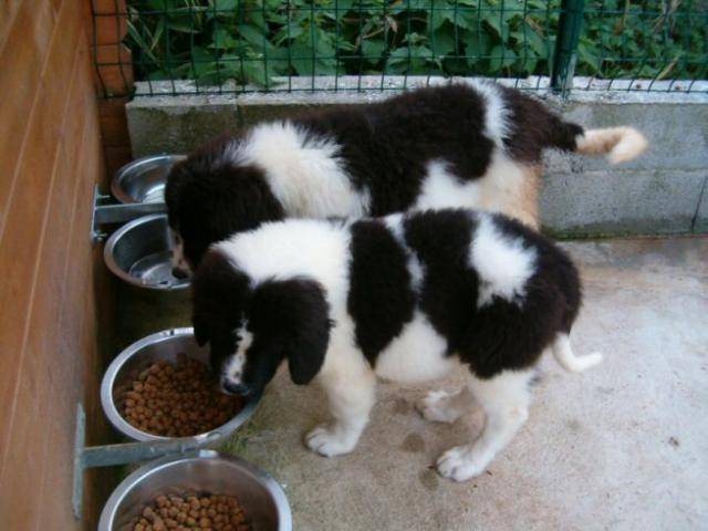 landseers - Landseer