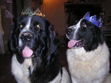 landseer Angie & Socrate - Landseer