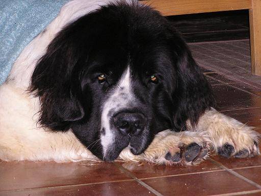 landseer , Socrate - Landseer