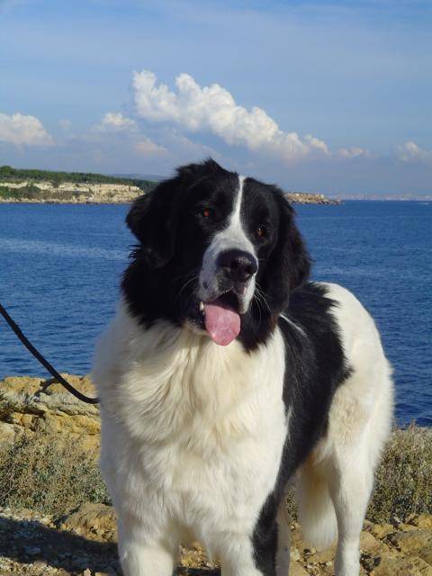 landseer urcine du clos d'iskar - Landseer