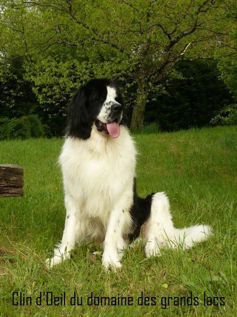 Clin d'Oeil du Domaine des Grands Lacs - Landseer