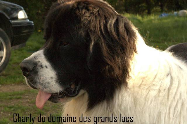 Charly du Domaine des Grands Lacs - Landseer