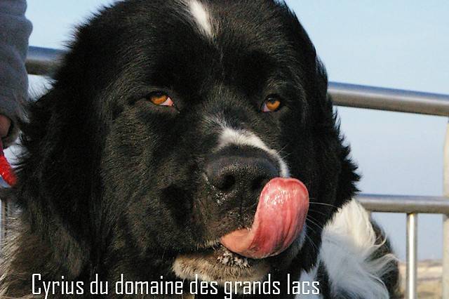 Cyrius du Domaine des Grands Lacs - Landseer