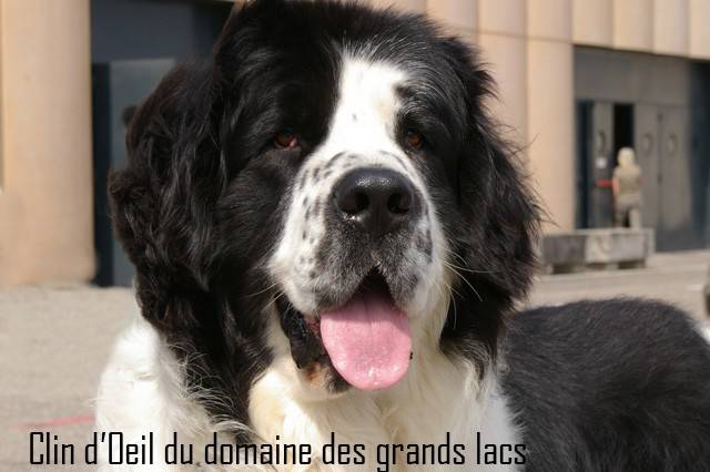 Clin d'Oeil du Domaine des Grands Lacs - Landseer