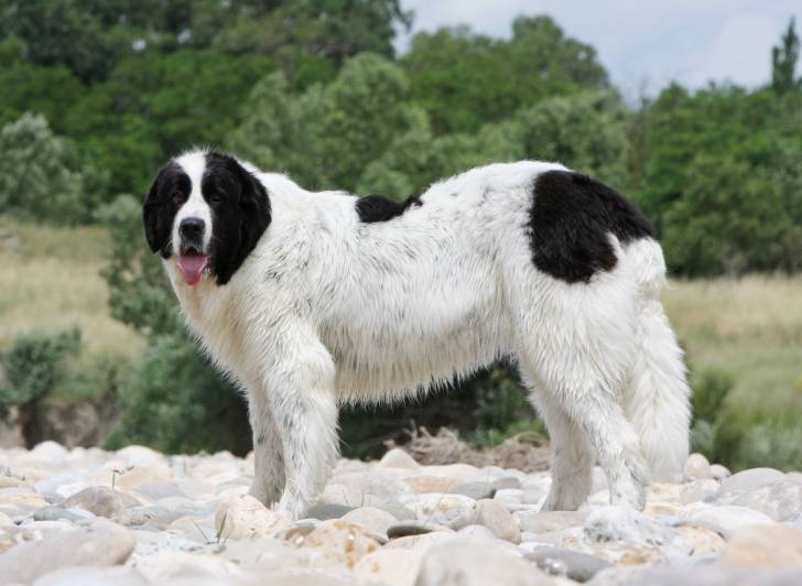 Photo Landseer