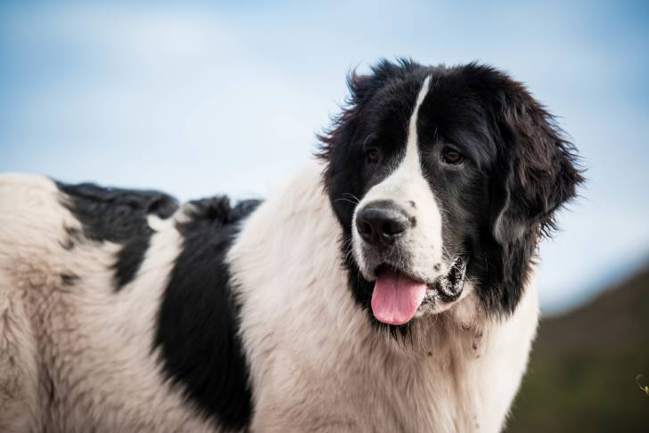 Photo Landseer