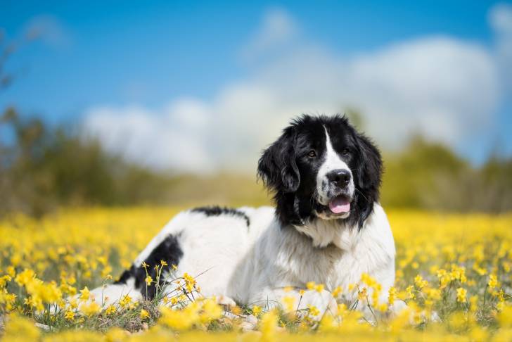 Photo Landseer