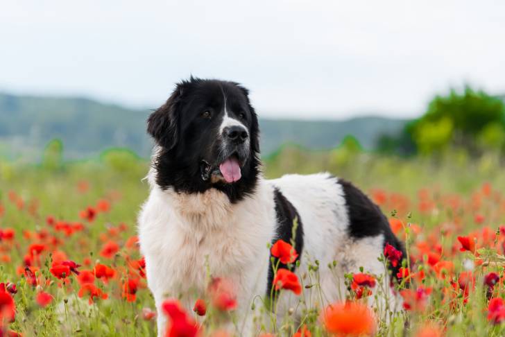 Photo Landseer