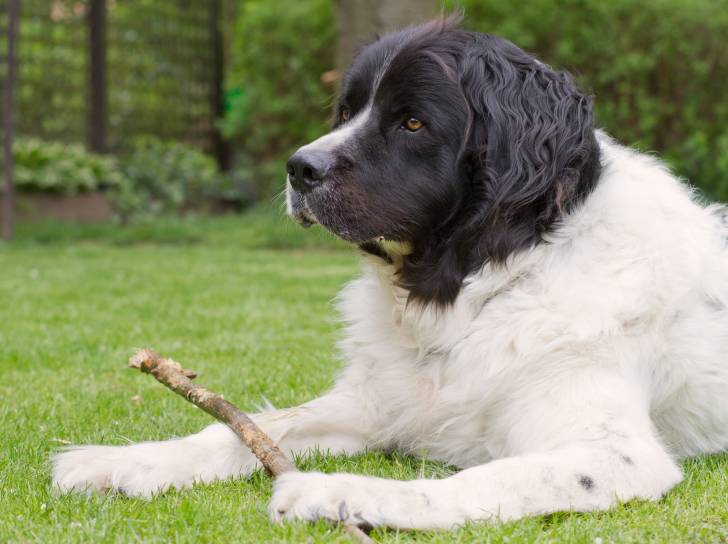 Photo Landseer
