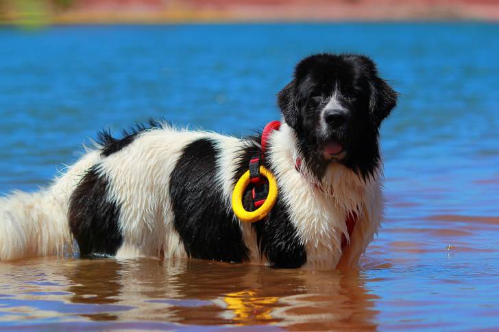 Un Landseer se baigne dans l'eau