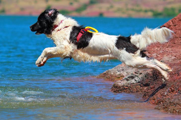 Un Landseer plonge dans la mer