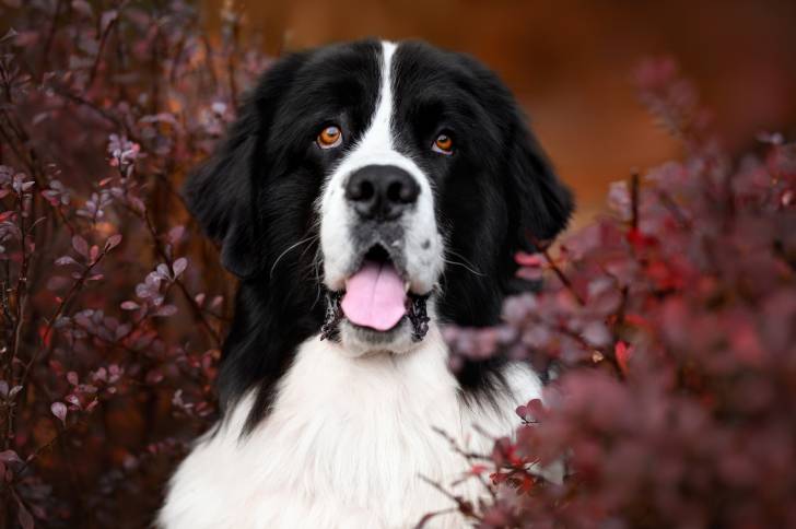 Photo Landseer