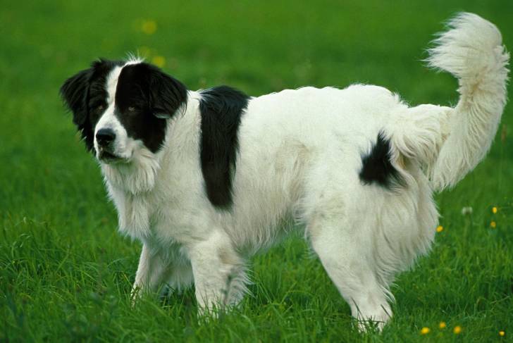 Photo Landseer