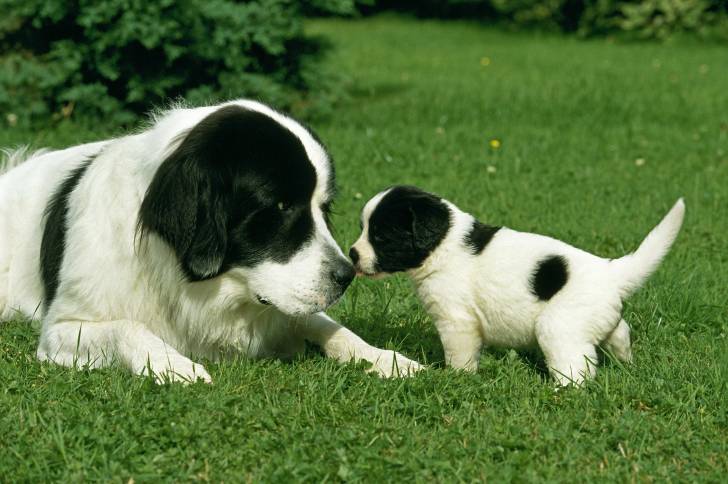 Photo Landseer