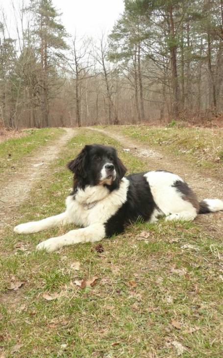 ENJOY Des Jardins de Vopearbea - Landseer (2 ans)