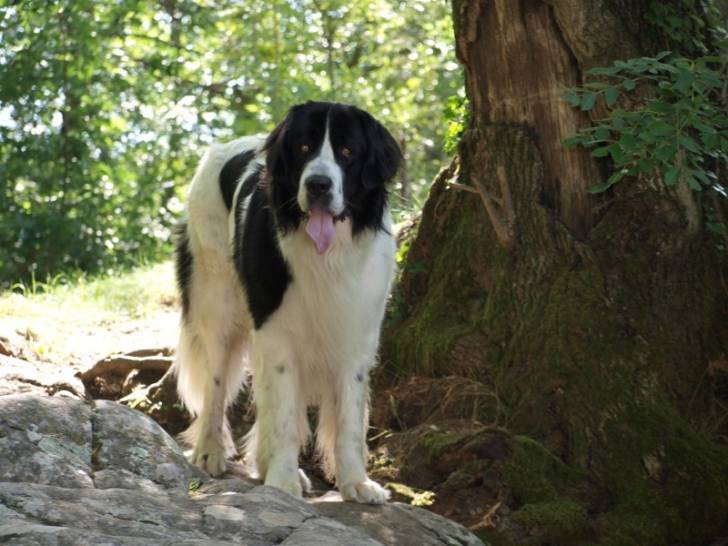 Domino Des trois A De Plaisance - Landseer Mâle (3 ans)