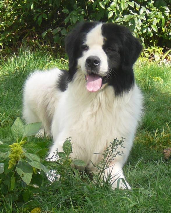 carlos - Landseer Mâle