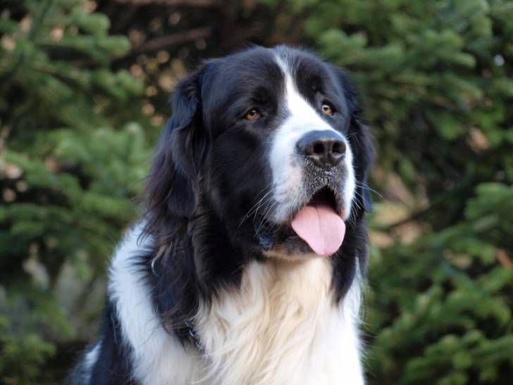 Domino Des trois A De Plaisance - Landseer Mâle (3 mois)