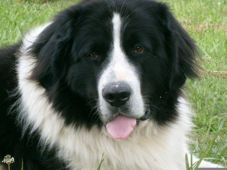 Ulane de la prairie d'éole - Landseer