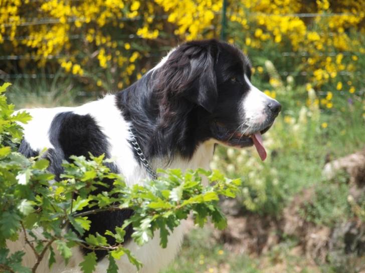 Domino Des Trois A De Plaisance - Landseer Mâle (2 ans)
