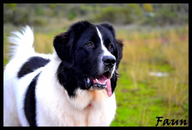 Faun - Landseer (1 an)