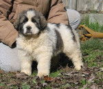 Quidi nell' allevamento - Mâtin des Pyrénées Mâle (4 mois)