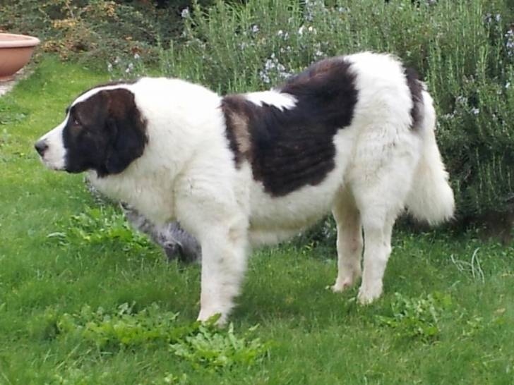 Perla - Mâtin des Pyrénées (3 ans)